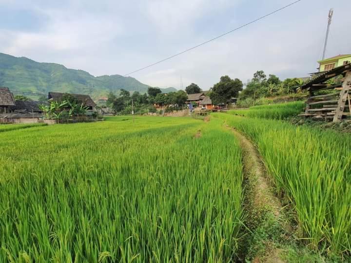 Organic Farm Homestay Sa Pa Buitenkant foto