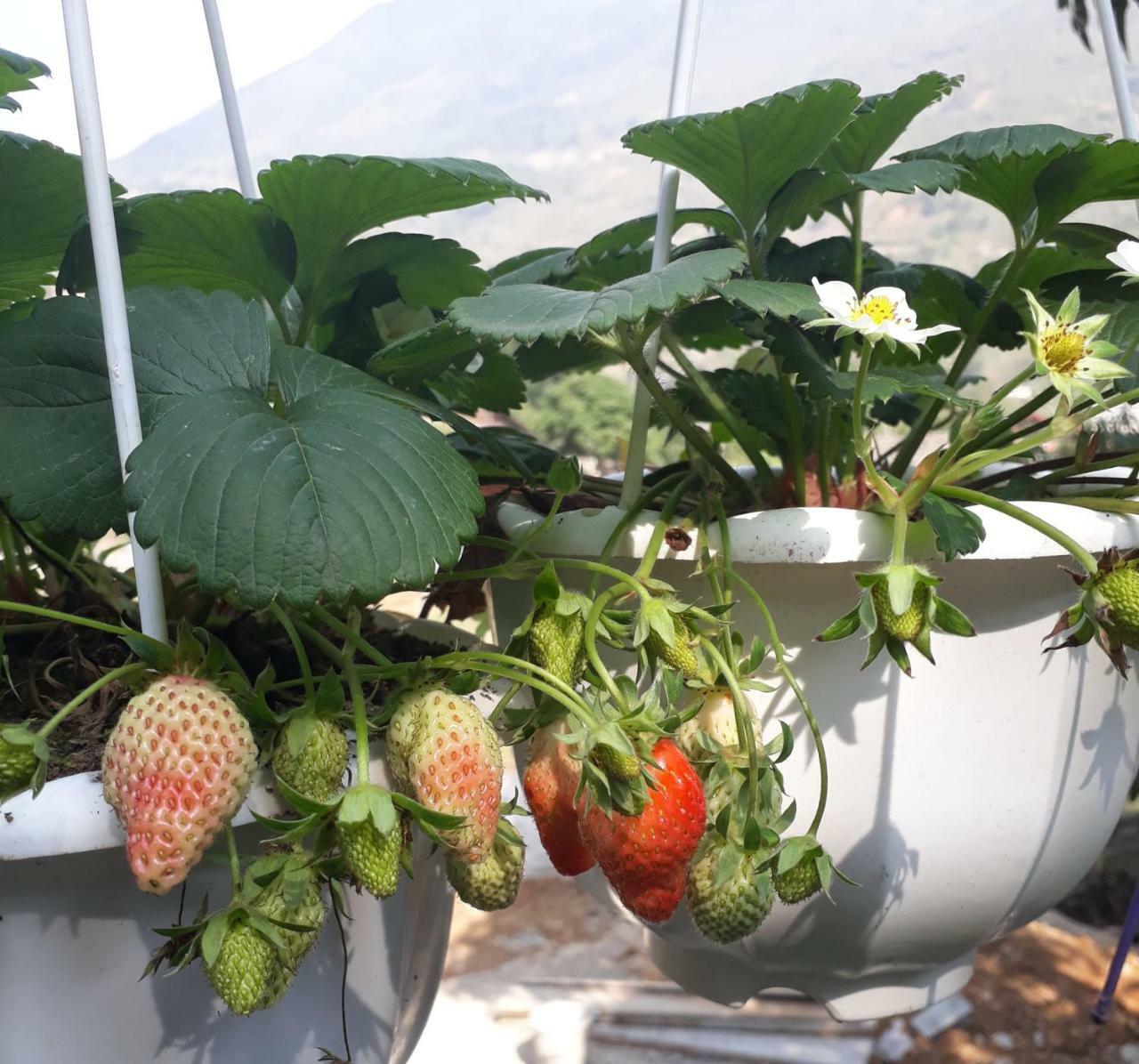 Organic Farm Homestay Sa Pa Buitenkant foto